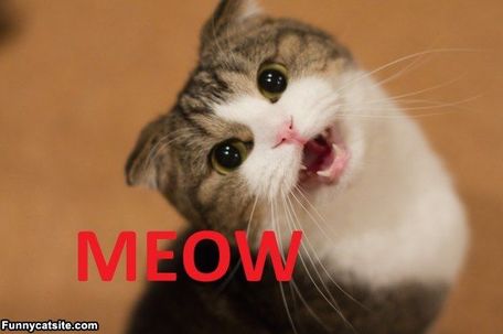 People all over the world use different words to describe the sound a cat makes. A small number of countries use Meow but most have their own special word. Read the post and learn more about the surprising variations. 